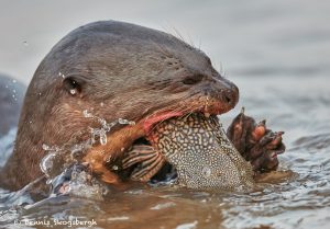 8077 Giant River Otter (Pteronura brasiliensis), Pantanal, Brazil