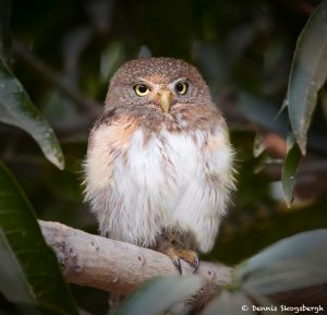 8079 Ferruginous Pygmy Owl (Glaucidium brasilianum), Pantanal, Brazil