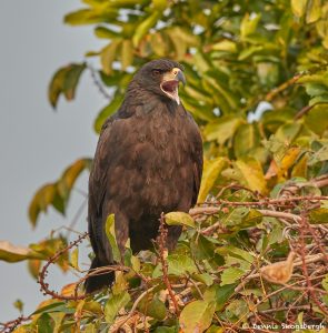 8081 Great Black Hawk (buteogallus urubitinga), Pantanal, Brazil