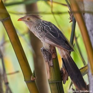 8085 Guira Cuckoo (Guira guira), Pantanal, Brazil