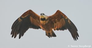 8086 Black-collard Hawk (Busarellus nignicollis), Pantanal, Brazil