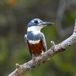 8088 Female Ringed Kingfisher (Megaceryle torquata), Pantanal, Brazil