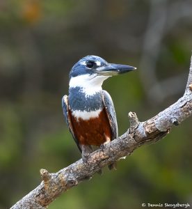 8088 Female Ringed Kingfisher (Megaceryle torquata), Pantanal, Brazil