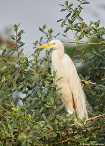 8092 Great Egret (Ardea alba), Pantanal, Brazil