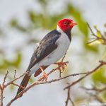 8095 Yellow-billed Cardinal (Paroana capitata), Pantanal, Brazil