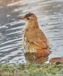 8097 Rufous Horneo (Furmarius rufus), Pantanal, Brazil