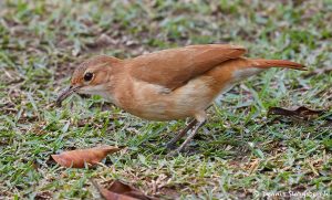 8098 Rufous Horneo (Furmarius rufus), Pantanal, Brazil