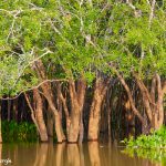 8099 Landscape, Pixaim River, Pantanal, Brazil