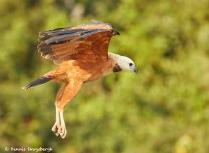 8103 Black-collard Hawk (Busarellus nignicollis), Pantanal, Brazil