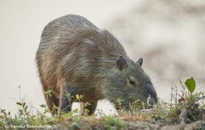 8104 Capybara (Hydrochoerus hydrochaeris), Pantanal, Brazil