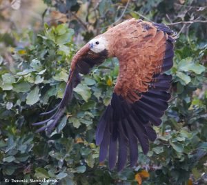 8107 Black-collard Hawk (Busarellus nignicollis), Pantanal, Brazil