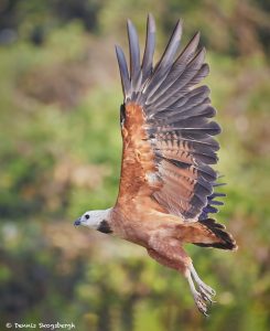 8108 Black-collard Hawk (Busarellus nignicollis), Pantanal, Brazil