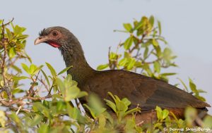 8117 Chaco Chachalaca (Ortalis canicollis), Pantanal, Brazil