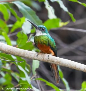 8119 Rufous-tailed Jacamar (Galbula ruficauda), Pantanal, Brazil