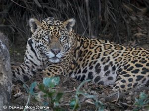 8120 Jaguar (Panthera onca), Pantanal, Brazil