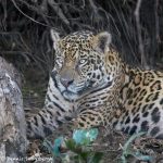8121 Jaguar (Panthera onca), Pantanal, Brazil