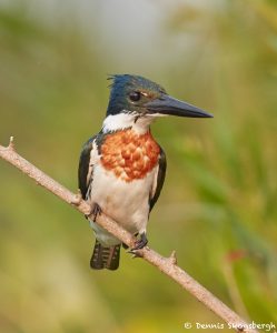 8170 Male Amazon Kingfisher (Chloroceryle amazona), Pantanal, Brazil
