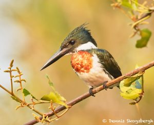 8171 Male Amazon Kingfisher (Chloroceryle amazona), Pantanal, Brazil