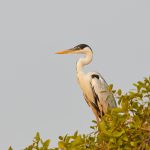 8174 Cocoi Heron (Ardea cocoi), Pantanal, Brazil