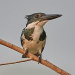 8173 Female Amazon Kingfisher (Chloroceryle amazona), Pantanal, Brazil