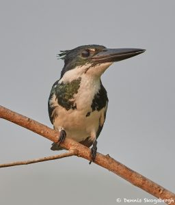 8173 Female Amazon Kingfisher (Chloroceryle amazona), Pantanal, Brazil