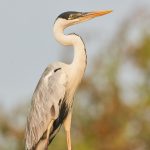 8175 Cocoi Heron (Ardea cocoi), Pantanal, Brazil