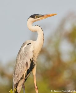8175 Cocoi Heron (Ardea cocoi), Pantanal, Brazil