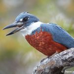 8180 Ringed Kingfisher (Megaceryle torquata), Pantanal, Brazil