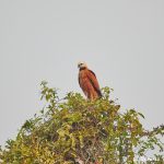 8181 Black-collard Hawk (Busarellus nignicollis), Pantanal, Brazil
