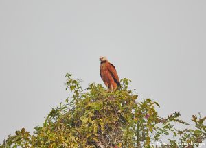 8181 Black-collard Hawk (Busarellus nignicollis), Pantanal, Brazil