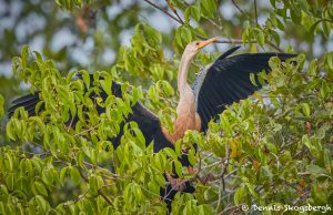 8182 Anhinga (Anhinga anhinga), Pantanal, Brazil