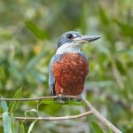 8143 Male Ringed Kingfisher (Megaceryle torquata), Pantanal, Brazil