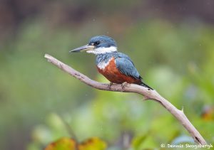 8188 Ringed Kingfisher (Megaceryle torquata), Pantanal, Brazil