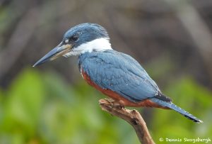 8189 Ringed Kingfisher (Megaceryle torquata), Pantanal, Brazil