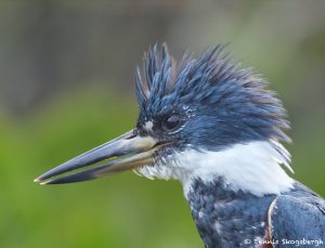 8190 Ringed Kingfisher (Megaceryle torquata), Pantanal, Brazil
