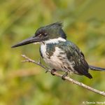 8191 Female Amazon Kingfisher (Chloroceryle amazona), Pantanal, Brazil