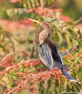 8192 Anhinga (Anhinga anhinga), Pantanal, Brazil