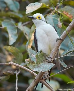 8193 White Woodpec ker (Leuconerpes candies), Pantanal, Brazil