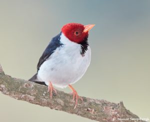 8194 Yellow-billed Cardinal (Paroana capitata), Pantanal, Brazil