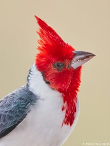 8196 Red-cested Cardinal (Paroaria capitata), Pantanal, Brazil