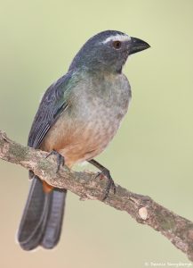 8199 Buff-throated Saltator (Saltator maximus), Pantanal, Brazil