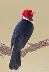 8201 Yellow-billed Cardinal (Paroana capitata), Pantanal, Brazil
