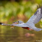 8203 Ringed Kingfisher (Megaceryle torquata), Pantanal, Brazil