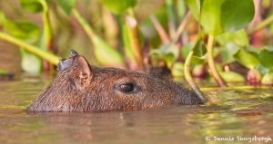 8205 Capybara (Hydrochoerus hydrochaeris), Pantanal, Brazil