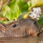 8206 Capybara (Hydrochoerus hydrochaeris), Pantanal, Brazil