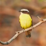 8209 Social Flycatcher (Myiozetetes similes), Pantanal, Brazil