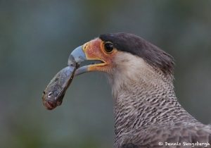 8210 Southern Crested Caracara (Caracara plancus), Pantanal, Brazil