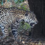 8211 Jaguar (Panthera onca), Pantanal, Brazil
