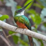 8212 Rufous-tailed Jacamar (Galbula ruficauda), Pantanal, Brazil