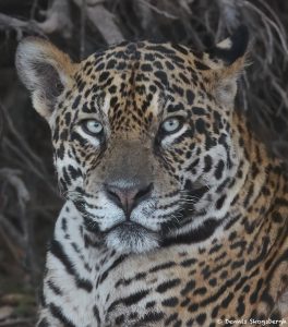 8213 Jaguar (Panthera onca), Pantanal, Brazil